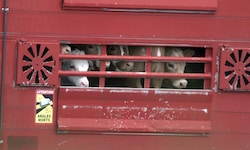 Die Recherche deckt auf, dass die Transportdauer – wie so oft – deutlich überschritten wurde. 