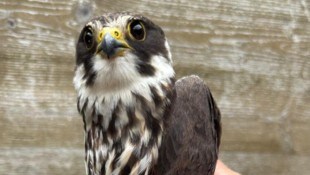 Der seltene Baumfalke hat sich nach seinem Unfall in der Adlerarena Burg Landskron wieder gut ...