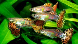 Der Körperbau und die Familienplanung von Tieren ändern sich rasch, wenn Fressfeinde viele von ...