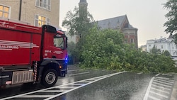 In der Schwarzstraße fiel ein Baum über die gesamte Straße...