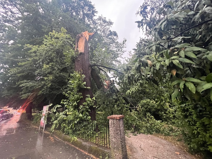 Der Baum aus der Schwarzstraße war alles andere als zierlich.
