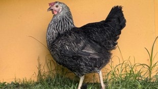 Ein Huhn (Symbolbild) musste rauchen.