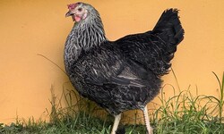 Ein Huhn (Symbolbild) musste rauchen.