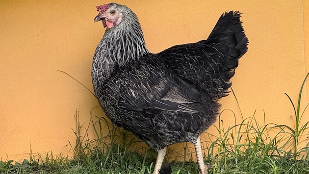Ein Huhn (Symbolbild) musste rauchen.