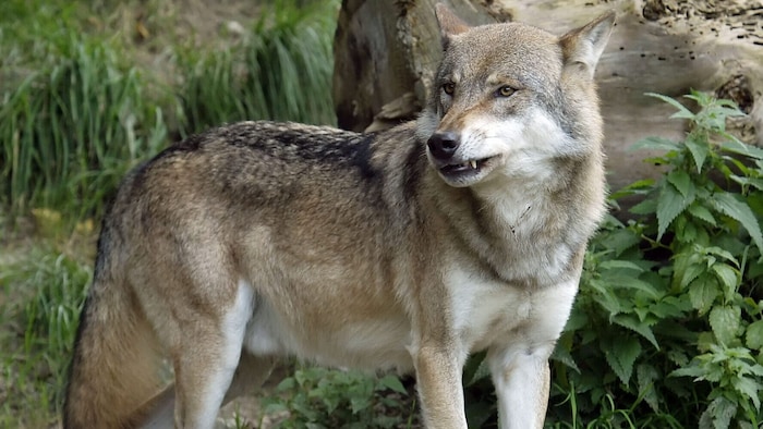 Nachdem ein Wolf direkt vor einem Haus gesichtet wurde, wird dieser nun zum Abschuss ...