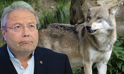 Franz Hörl geriet wegen Wolf-Aussagen ins Visier von Tierschützern.