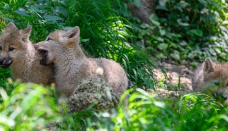 Das junge Polarwolf-Trio erkundet das Gehege.