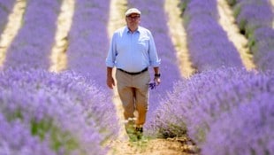 Streifzug durch das weite Lavendel-Feld: Richard Auer-Welsbach