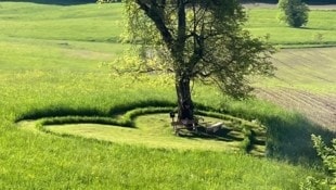 Der Herzerlbaum ist ein echtes Kleinod im Vulkanland.