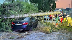 Ein BMW am Makartkai wurde von einem umstürzenden Baum getroffen.