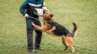 Während der Schutzhundeausbildung (Symbolbild) war heimlich mitgefilmt worden.
