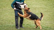 Während der Schutzhundeausbildung (Symbolbild) war heimlich mitgefilmt worden.