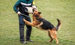 Während der Schutzhundeausbildung (Symbolbild) war heimlich mitgefilmt worden.