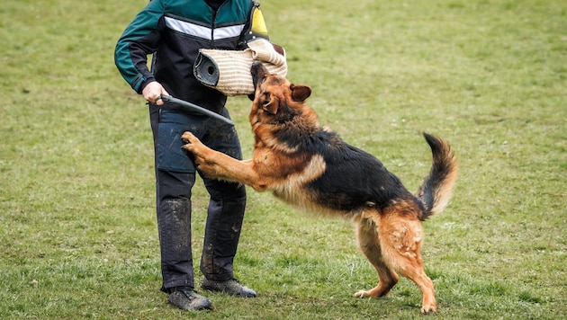 Während der Schutzhundeausbildung (Symbolbild) war heimlich mitgefilmt worden.