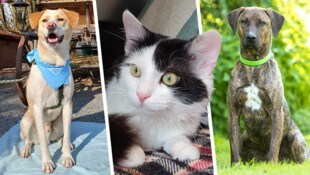 Balu, Sari und Ray Jay sind noch auf der Suche nach einem passenden Lebensplatz