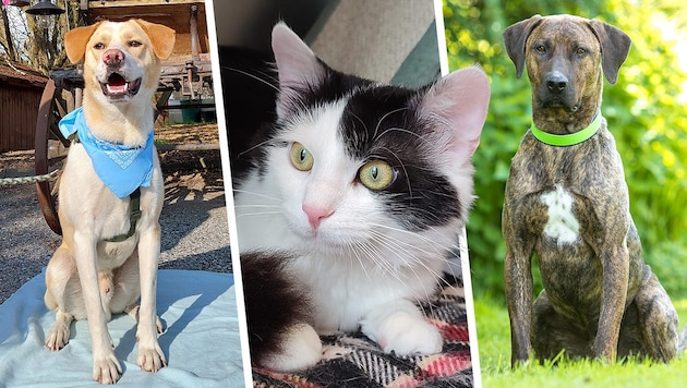 Balu, Sari und Ray Jay sind noch auf der Suche nach einem passenden Lebensplatz
