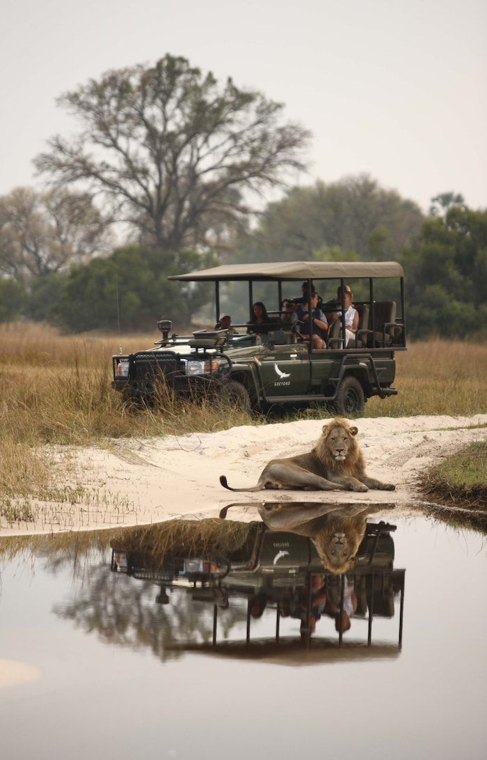 Aug in Aug mit einem Löwen – einmalige Tierbeobachtungen hautnah bei einer Safari in Botswana ...