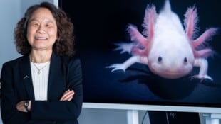 Der diesjährige Wittgenstein-Preis ging an Biochemikerin Elly Tanaka: Sie erforscht Mexikanische ...