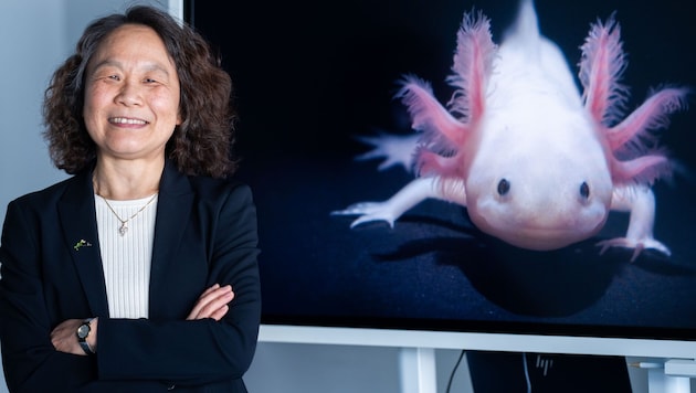 Der diesjährige Wittgenstein-Preis ging an Biochemikerin Elly Tanaka: Sie erforscht Mexikanische ...