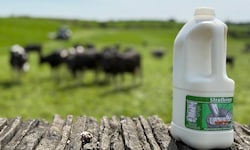 Zweites Leben: Diese Milchflasche wird zu lebensmitteltauglichem Regranulat verarbeitet.