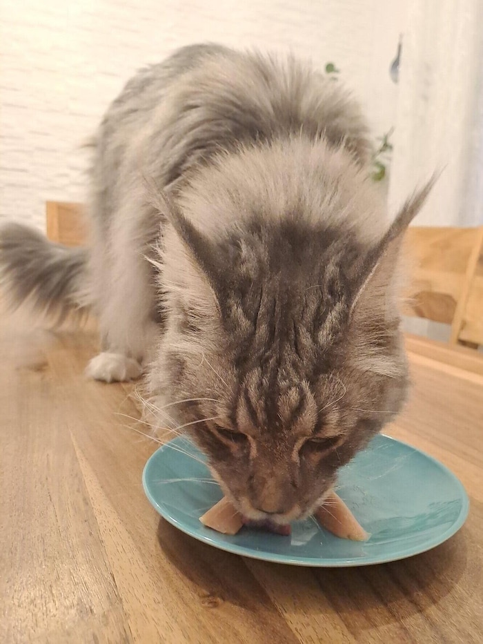 „Lucy“ lässt sich den eiskalten Snack schmecken. 