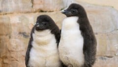 Zwei der zwölf jungen Felsenpinguine.