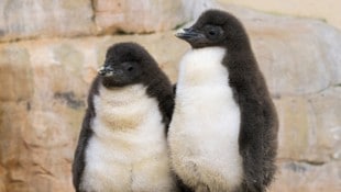 Zwei der zwölf jungen Felsenpinguine.