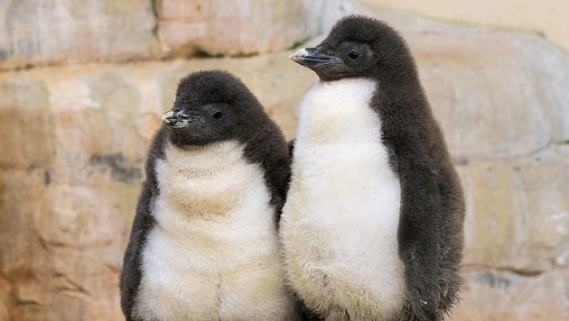 Zwei der zwölf jungen Felsenpinguine.