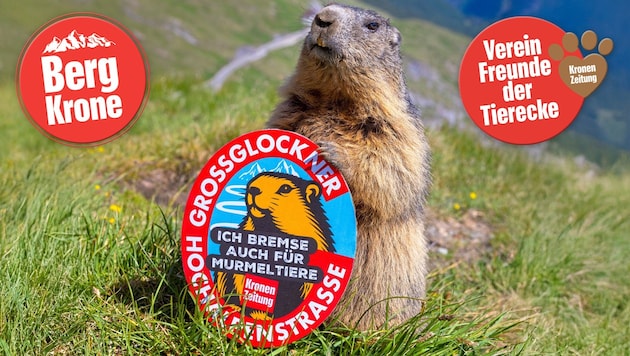 Die „Krone“-Initiative rückt den Schutz der Murmeltiere ins Rampenlicht und der süße ...