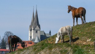 Knapp 20 Pferde fühlen sich am Petschnighof pudelwohl. Die Berglandschaft untermalt die Kulisse ...