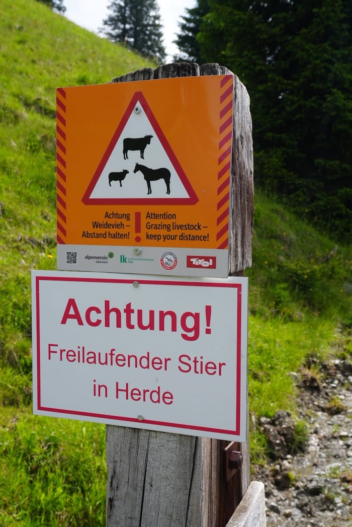 Zum frei laufenden Stier sollte man entsprechend Abstand halten.