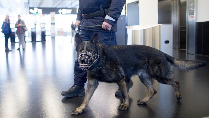 Hunde erschnüffeln am Flughafen Wien-Schwechat immer mehr Suchtgift. 