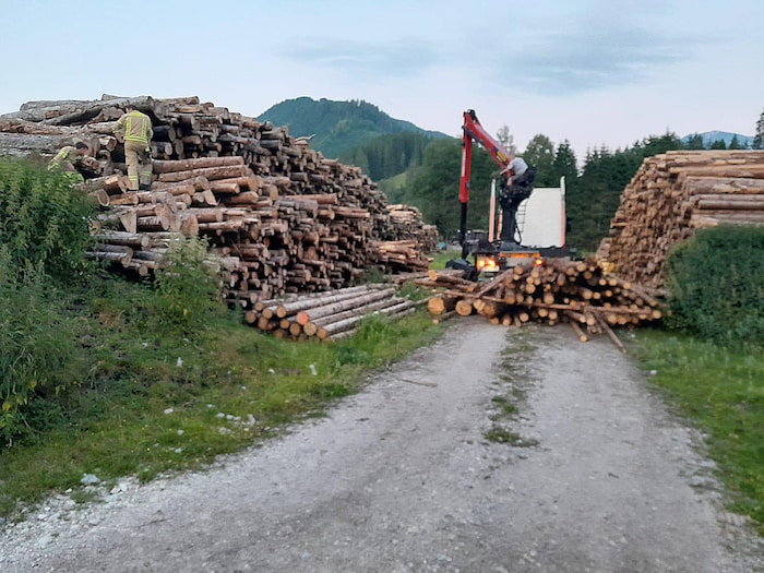 Erst ein Kran sollte genug Stämme zur Seite räumen, damit das Tier aus der Sackgasse fliehen ...