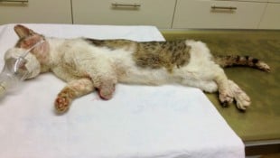 Das Vorderbein und eine Kralle eines Hinterbeins mussten in einer Notoperation amputiert werden.