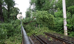 In Graz verlegten Bäume die Linie 1