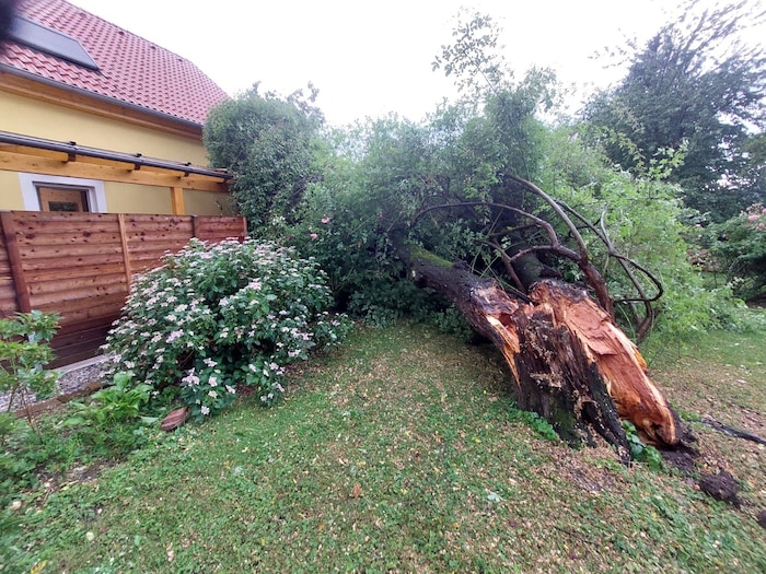 In Gleisdorf wurde ein Baum entwurzelt