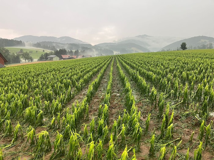 Katastrophal ist der Hagel für die Landwirte – hier etwa ein Hagelschaden in Fladnitz