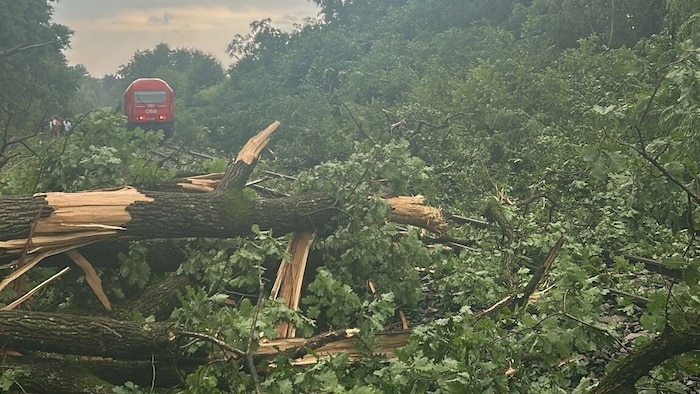 Ein Personenzug in der Steiermark kollidierte mit einem Baum und entgleiste daraufhin.