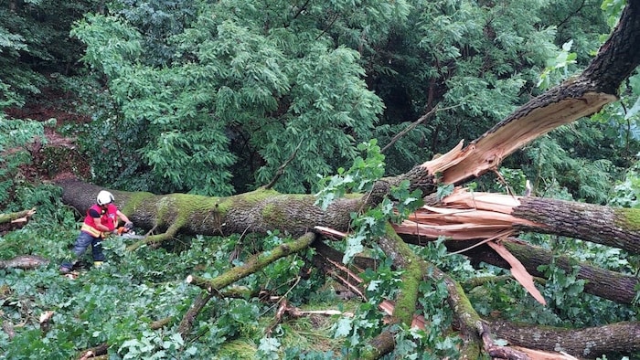 Zahlreiche große Bäume wurden vom Sturm umgerissen.