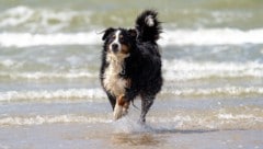 Das Besitzer-Paar war mit einem Berner Sennenhund am Strand unterwegs. (Symbolbild)