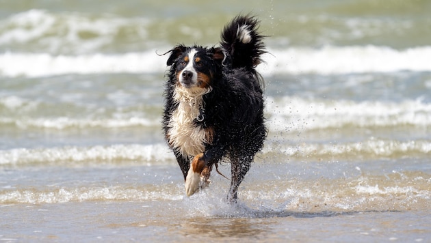 Das Besitzer-Paar war mit einem Berner Sennenhund am Strand unterwegs. (Symbolbild)