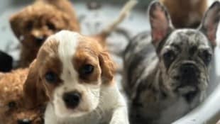 Unter den geretteten Hundewelpen befanden sich auch Babys, die noch keine Zähnchen hatten, ...