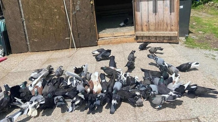 Die Zeuginnen sagen: Manchmal, aber nicht täglich, dürfen die Tiere kurz ihren Verschlag ...
