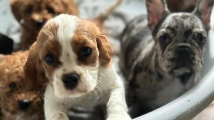 Insgesamt 34 Hundebabys wurden gerettet.