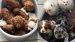 Unter den geretteten Hundewelpen befanden sich auch Babys, die noch keine Zähnchen hatten, ...