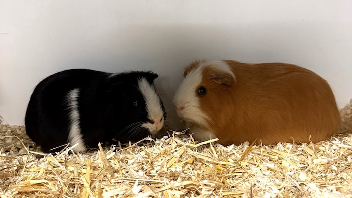 Meerschweinchen Oskar und Moritz.