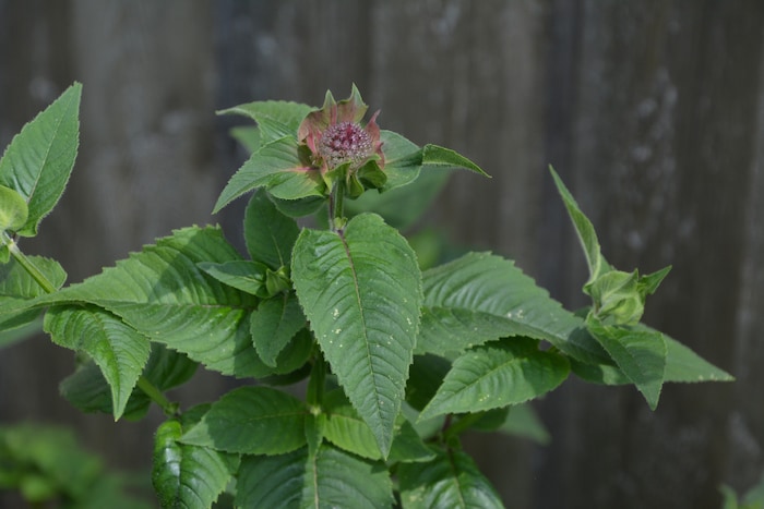 Natur pur im Garten.