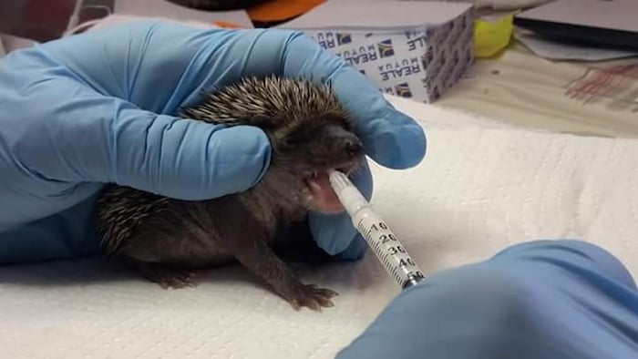 Freiwillige unterstützen Doktor Vacchetta bei der Versorgung der Igel