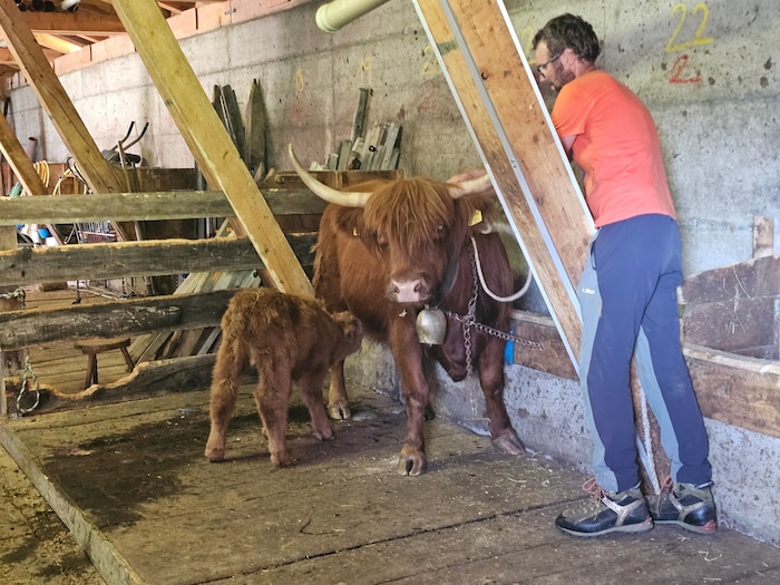 Glückliche Wiedervereinigung: „Striezi“ wieder bei der „Mama“ im Stall, zusammen mit Simon ...
