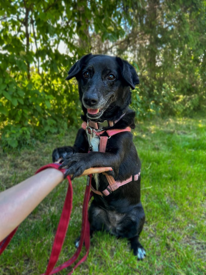 „Luna“ verlor ihre Familie, als diese umzog. . . Sie gehört mit zwölf zu den ältesten ...